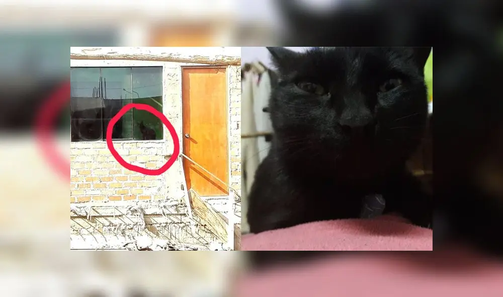 Foto: Composición Facebook Foto: Composición Facebook