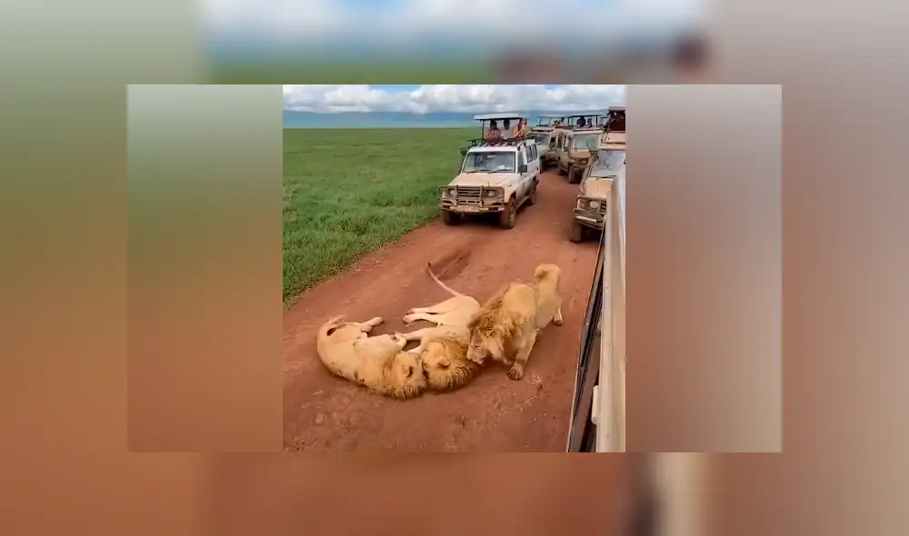 Desliza hacia la izquierda para ver la emotiva escena de los leones que son virales en YouTube. Desliza hacia la izquierda para ver la emotiva escena de los leones que son virales en YouTube.