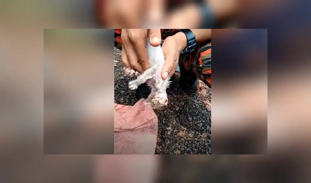 Desliza hacia la izquierda para ver las imágenes del viral de Facebook. Desliza hacia la izquierda para ver las imágenes del viral de Facebook.