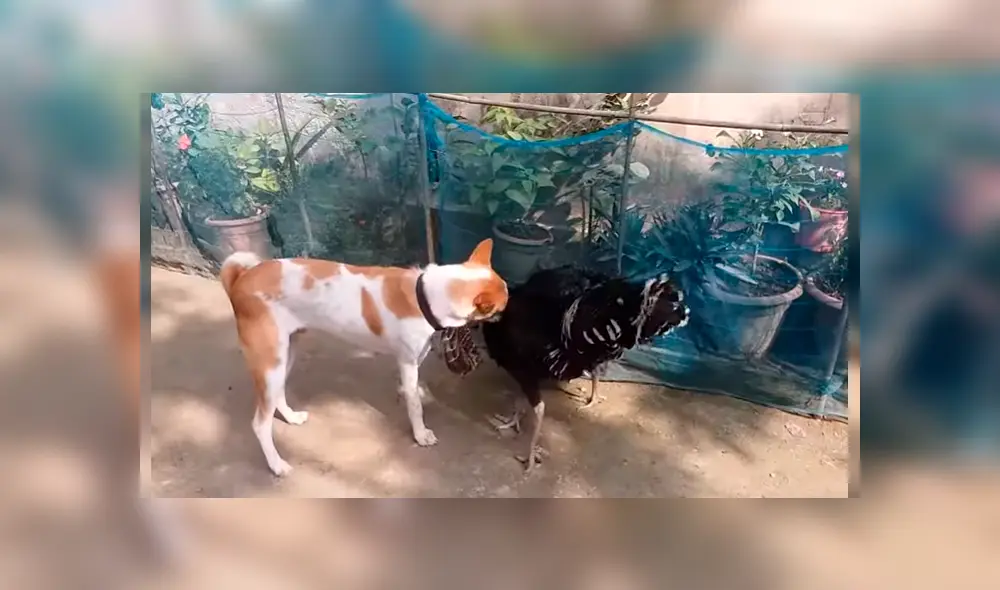 Video es viral en YouTube. Hombre grabó el curioso comportamiento que tuvo su perro cuando vio que dos de sus pavos estaban enfrascados en una feroz pelea