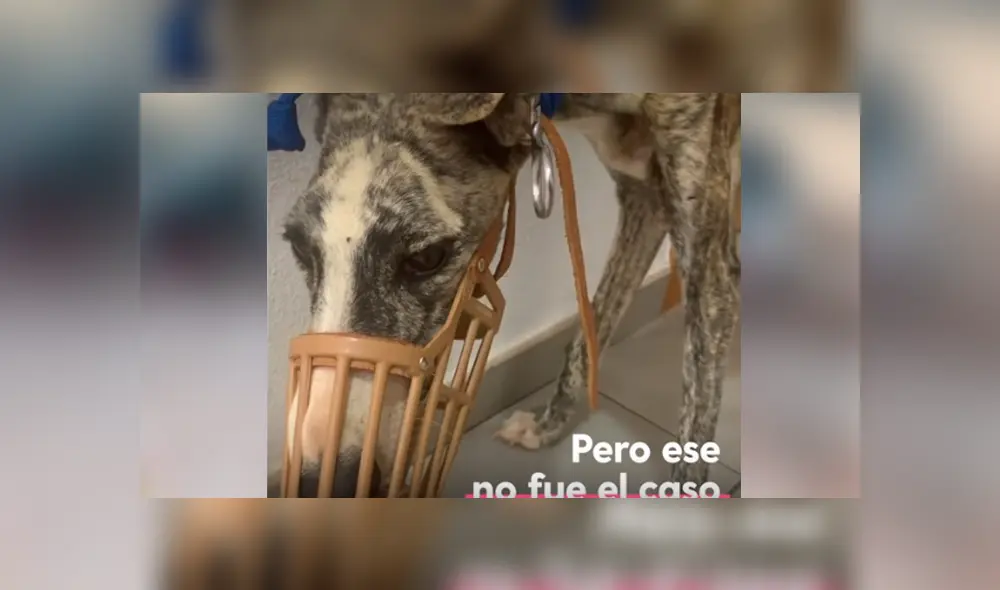 Desliza hacia la izquierda para ver la recuperación de un perro callejero que fue abandonado en deplorables condiciones. Estas imágenes se han viralizado en Facebook. Desliza hacia la izquierda para ver la recuperación de un perro callejero que fue abandonado en deplorables condiciones. Estas imágenes se han viralizado en Facebook.