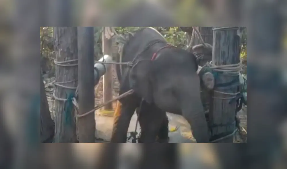 Los entrenadores utilizan el método “The Crush” para convertirlos en sumisos. (Foto: ABC)
