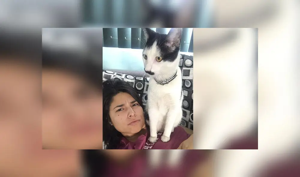 Desliza para conocer a Alberto, el gatito con bigote que se parece a Hitler. Foto: Caters News Agency Desliza para conocer a Alberto, el gatito con bigote que se parece a Hitler. Foto: Caters News Agency