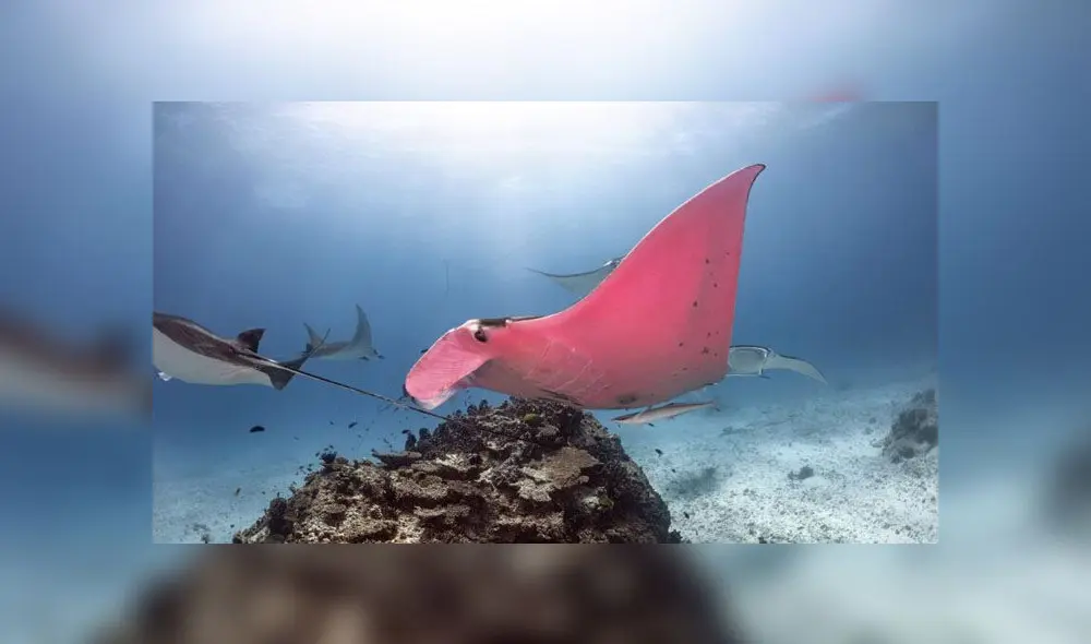 Fotógrafo se sumerge en el fondo del mar y sin querer halla una hermosa mantarraya rosada  [FOTOS]