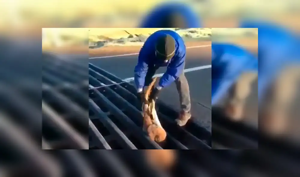 En Facebook, una criatura recorría una carretera y quedó atrapada en la alcantarilla, para su suerte recibió ayuda. En Facebook, una criatura recorría una carretera y quedó atrapada en la alcantarilla, para su suerte recibió ayuda.