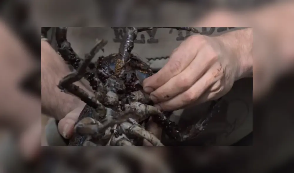 Desliza hacia la izquierda para ver a los animales que un pescador encontró y se volvió viral en YouTube.