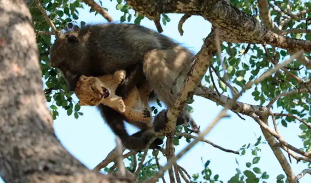 Animales recrean icónica escena de ‘El Rey León’ en la vida real [FOTOS]