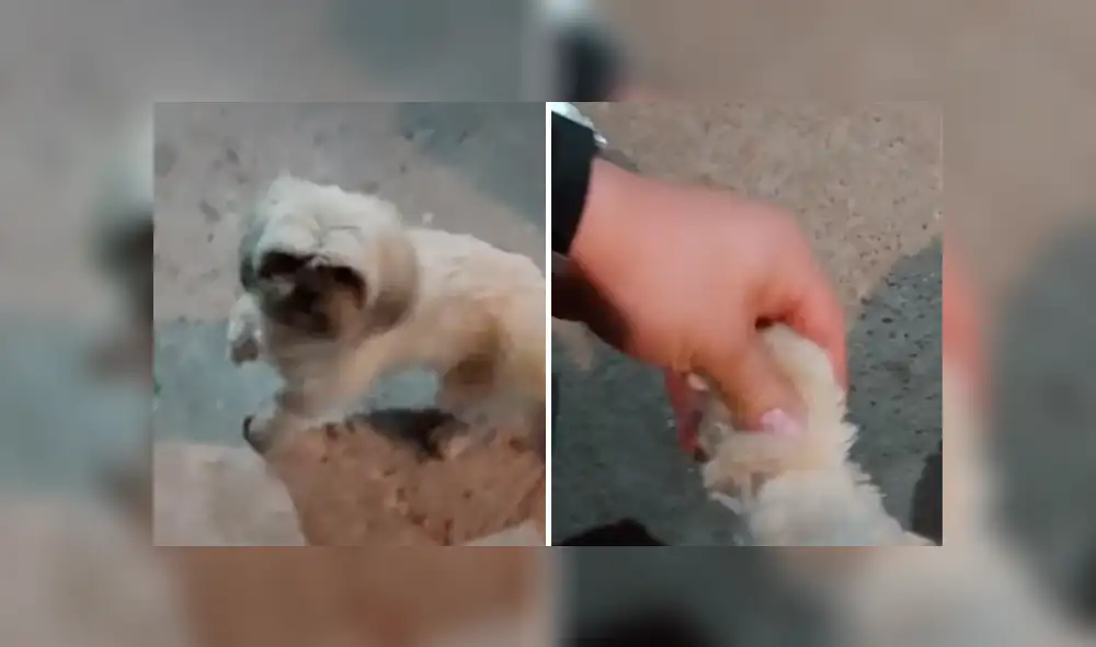 Desliza las imágenes para observar la actuación de un divertido perro para conseguir la atención de su amo.