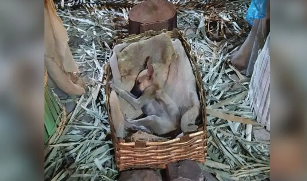 Desliza las imágenes para conocer el conmovedor gesto que tuvo una mujer al ayudar a un pequeño perro de la calle. Foto: Facebook