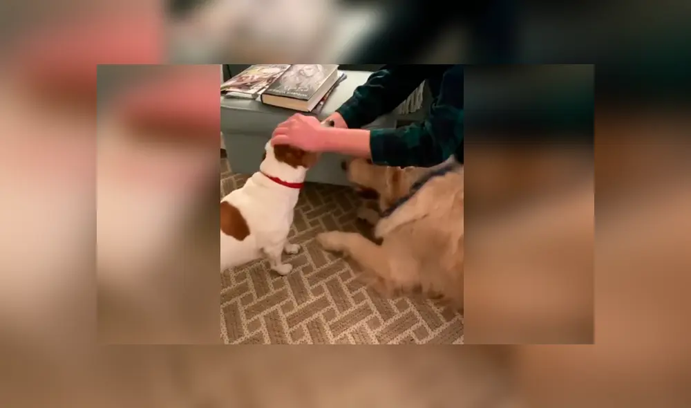 Desliza las imágenes para conocer la terrible actitud de un perro para evitar que su ‘compañero’ reciba unas caricias. Foto: Dog Lovers. Desliza las imágenes para conocer la terrible actitud de un perro para evitar que su ‘compañero’ reciba unas caricias. Foto: Dog Lovers.