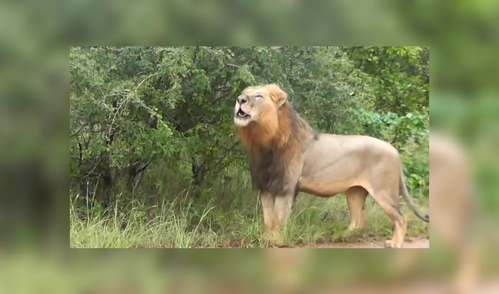 Desliza hacia la izquierda para ver la reacción que tuvo una manada de leones al toparse con los turistas. El video es viral en YouTube.