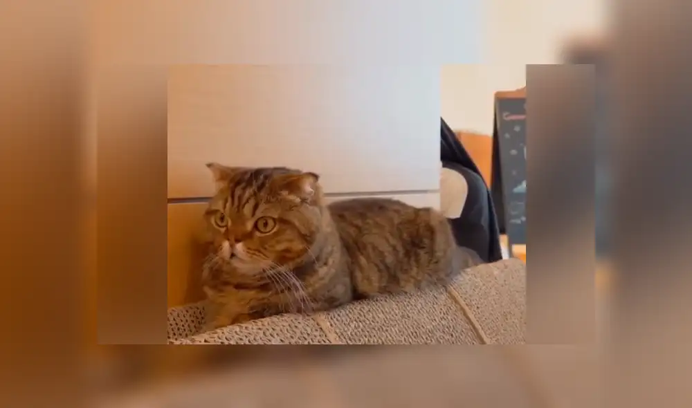 Facebook vira: chica se disfraza de ‘La Monja’ para asustar a su gato, sin imaginar la reacción que tendría el felino