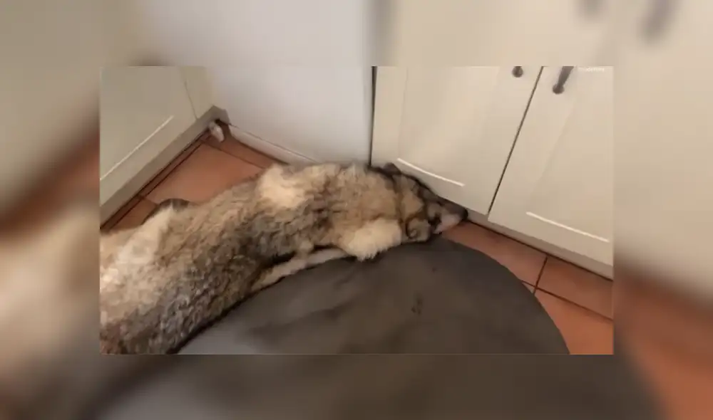 A través de YouTube se hizo viral el momento en que un perro le gruñe a su dueño por intentar despertarlo.