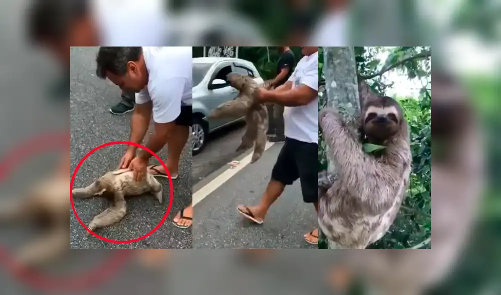 Youtube viral: Turista ayuda a oso perezoso y este le agradece con tierna reacción [VIDEO]