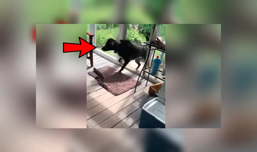 Dueña del can contó que no es la primera vez que su mascota la sorprende con su peculiar comportamiento al interactuar con las aves Dueña del can contó que no es la primera vez que su mascota la sorprende con su peculiar comportamiento al interactuar con las aves