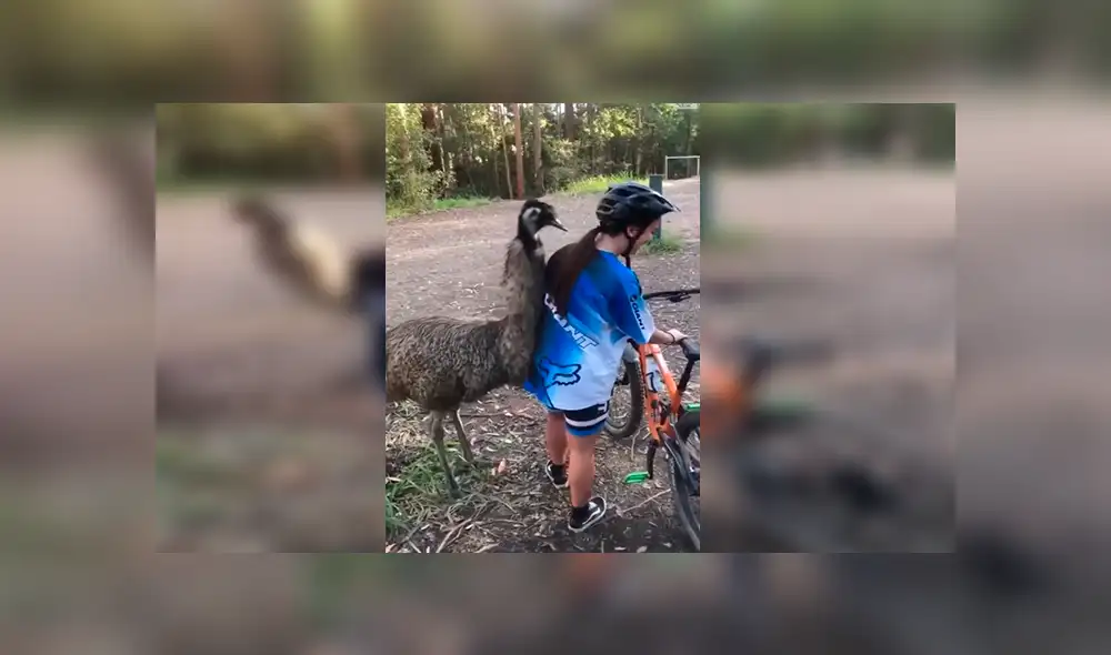 En Facebook, una chica acudió a una localidad en Australia, sin imaginar que se toparía con un gigantesco emú. En Facebook, una chica acudió a una localidad en Australia, sin imaginar que se toparía con un gigantesco emú.