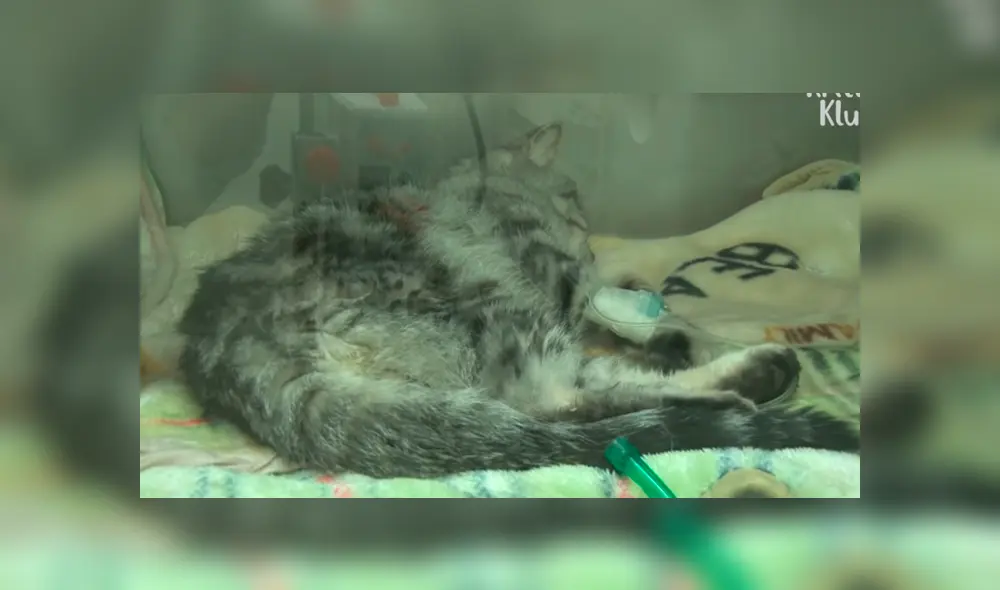 Facebook viral: encuentra a gato moribundo en cementerio abandonado, lo cuida y ahora luce así