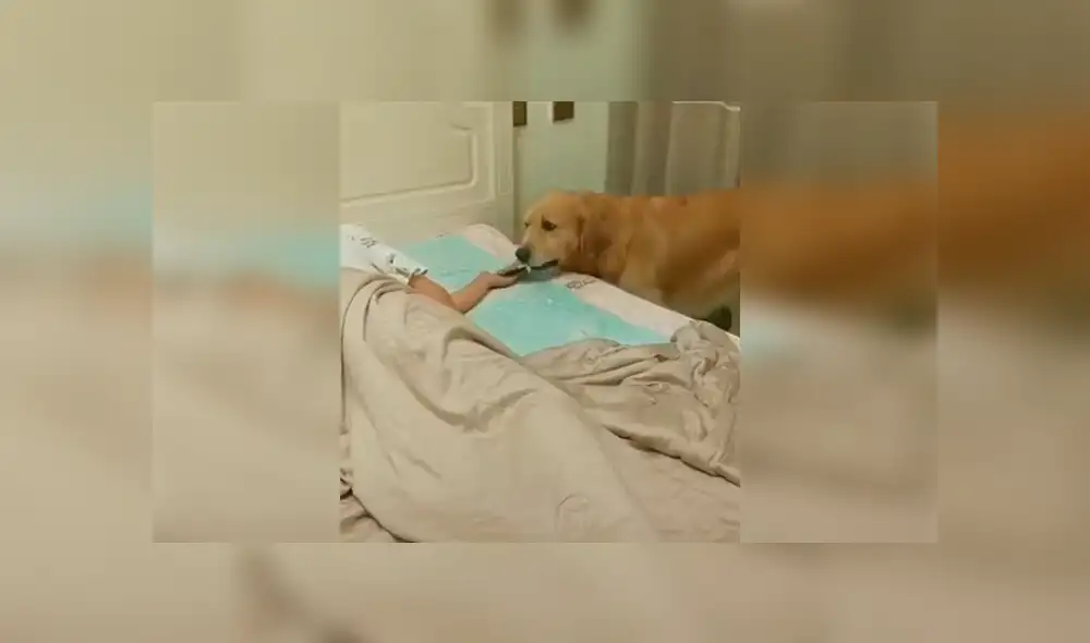 Un video viral muestra el tierno gesto que tuvo un perro al ver que su dueño se había quedado dormido. Un video viral muestra el tierno gesto que tuvo un perro al ver que su dueño se había quedado dormido.