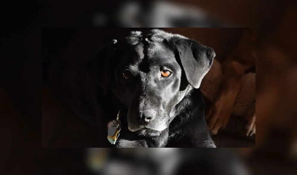 Perros - Fuegos artificiales