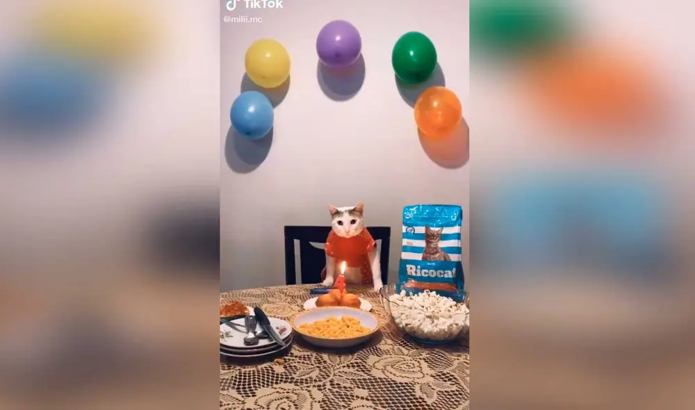 Desliza las imágenes para ver la curiosa escena que protagonizó este gatito y su dueña. Fotocaptura: Milagros Calderon /TikTok