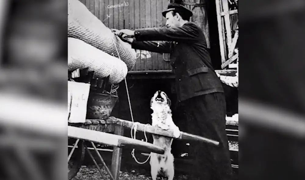 Lampo sabía conectar trenes y viajaba a diversas ciudades. Foto: YouTube/Experto Animal Lampo sabía conectar trenes y viajaba a diversas ciudades. Foto: YouTube/Experto Animal