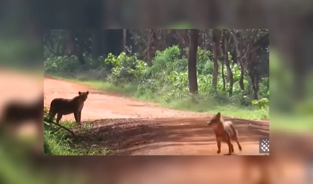 Desliza hacia la izquierda para ver el feroz ataque de los animales que se hizo viral en Facebook.