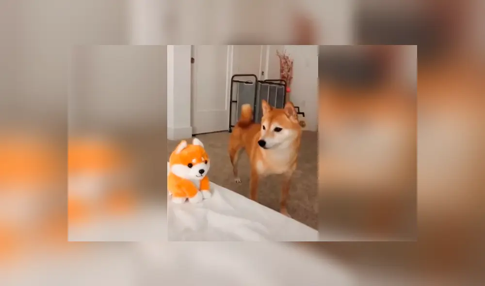 Desliza las imágenes hacia la izquierda para observar la reacción de un perro al escuchar ‘hablar’ a su nuevo juguete. Foto: Captura.