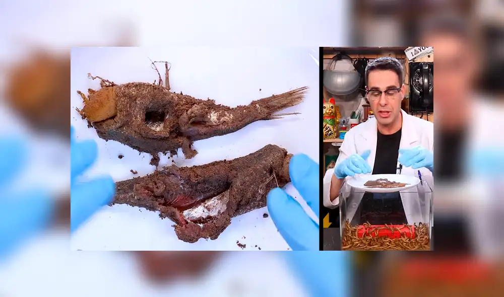 YouTube: Lanzan comida en lata dentro de envase con supergusanos carnívoros y sucede algo inesperado [VIDEO]