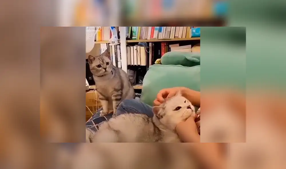 Desliza la imagen compartida en Facebook para verlas todas.