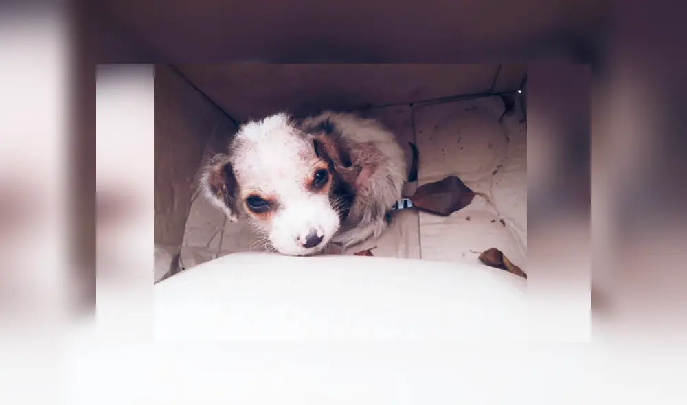 Desliza las imágenes hacia la izquierda para apreciar el noble gesto que tuvo un hombre al rescatar a un cachorro. Desliza las imágenes hacia la izquierda para apreciar el noble gesto que tuvo un hombre al rescatar a un cachorro.