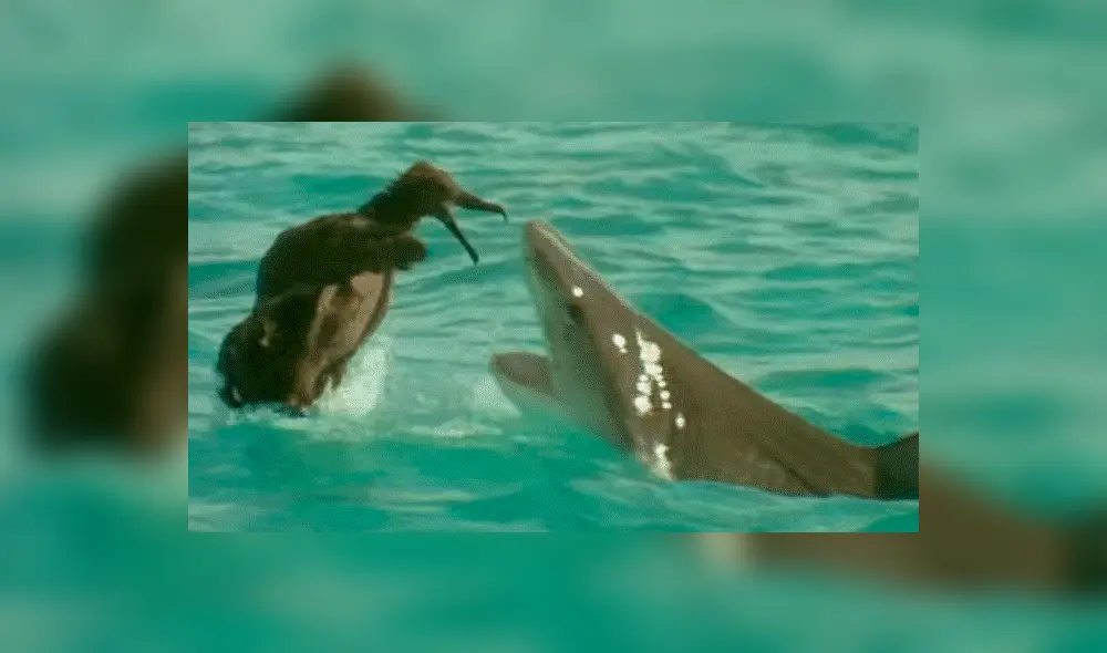 YouTube viral: Ave protagonizó lucha a muerte con feroz tiburón que intentó devorarlo [VIDEO] 