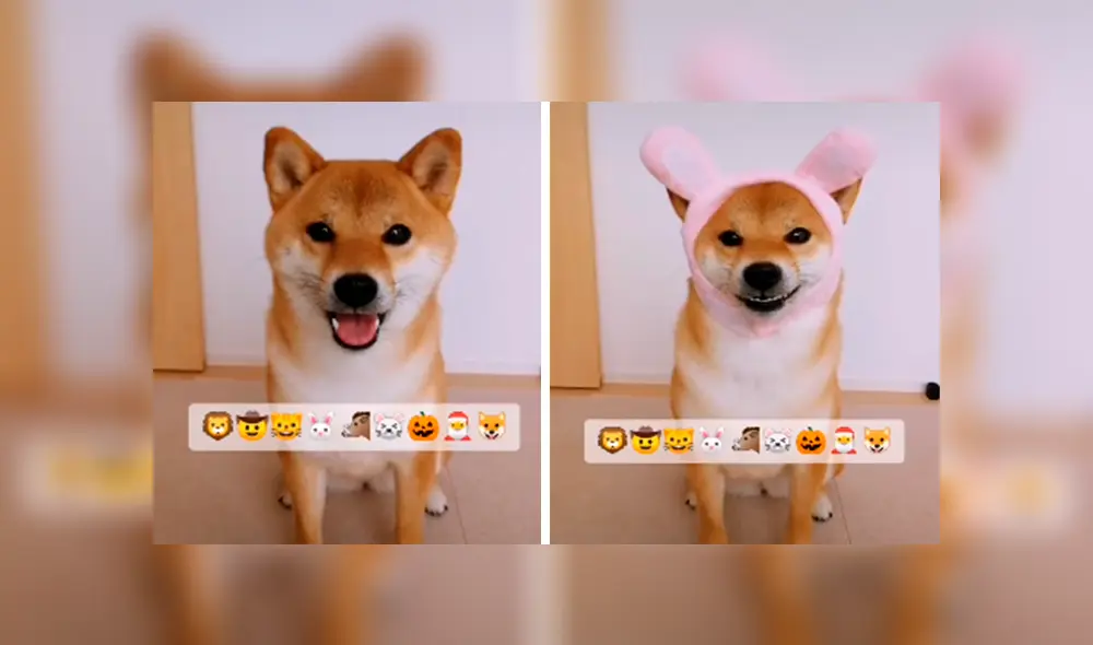 En Tik Tok, una joven adquirió graciosos sombreros para ponerlo en la cabeza de su mascota como parte de un reto.