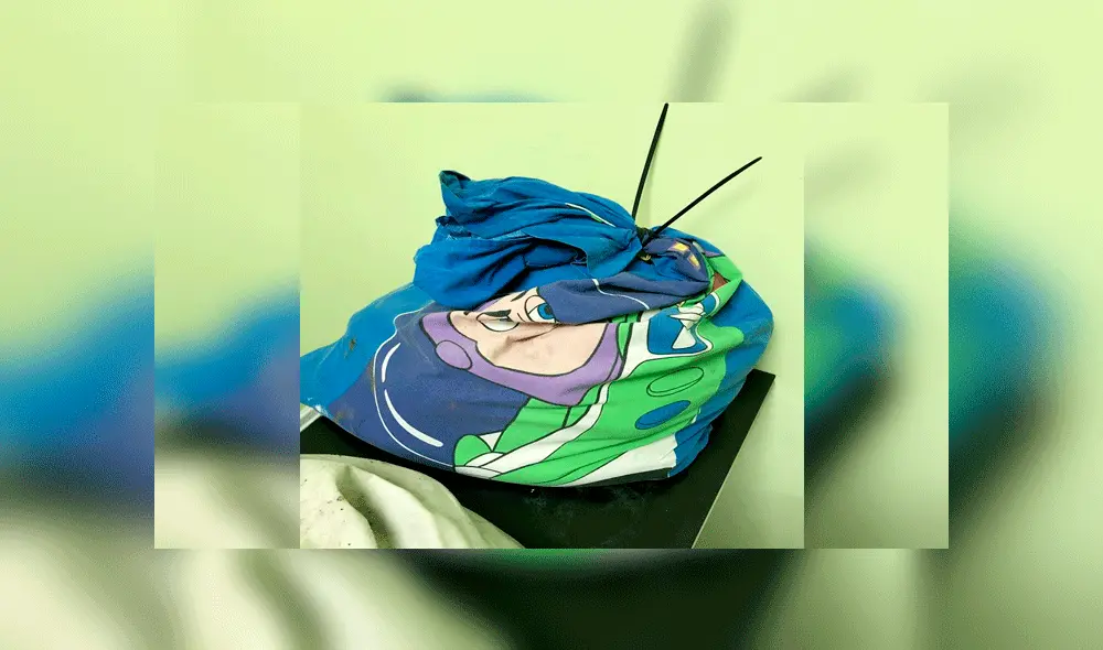 Abandonan a trece serpientes dentro de fundas de almohada dejadas en la calle