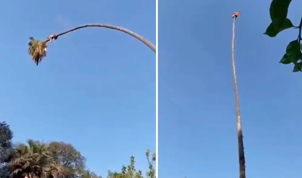 El podador se balanceó a más de 10 metros de altura. Foto: captura de Twitter