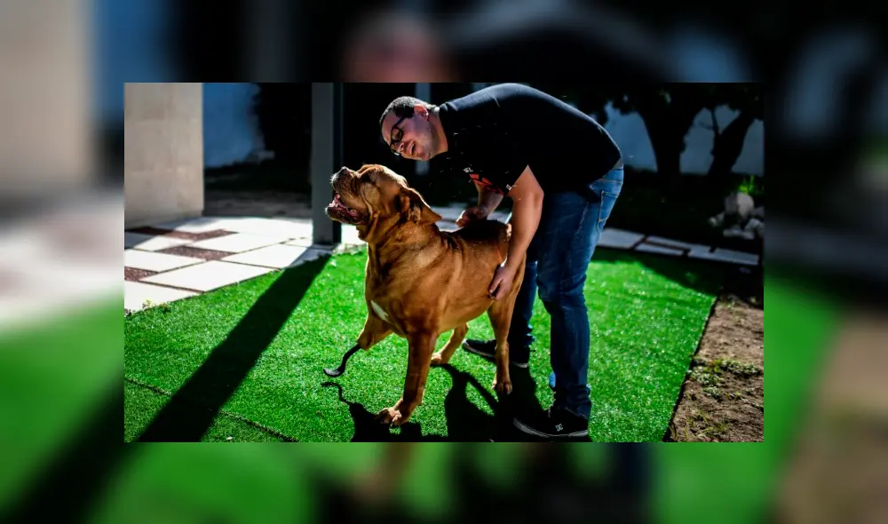Ronda, la perrita que fue salvada por una fibra de carbono en Portugal. Foto: AFP. Ronda, la perrita que fue salvada por una fibra de carbono en Portugal. Foto: AFP.