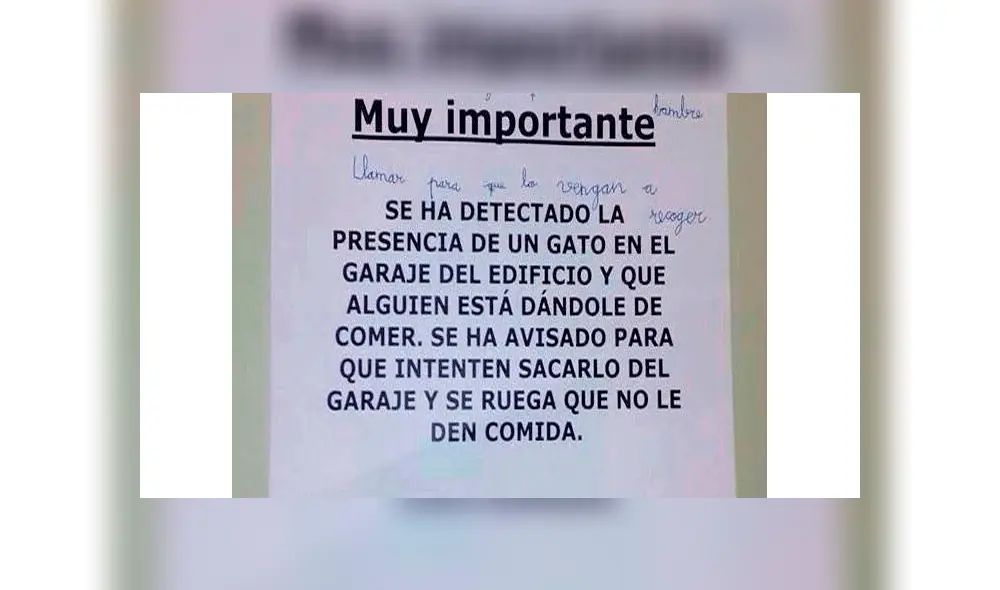 Vecinos piden dejar de alimentar a un gato callejero, pero la respuesta de unos niños causa furor en redes [FOTOS]
