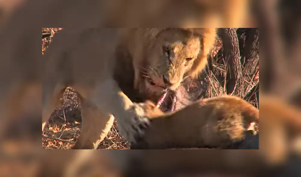 El cachorro no tuvo temor de enfrentar al enorme león mientras devoraban un ñu. Foto: captura