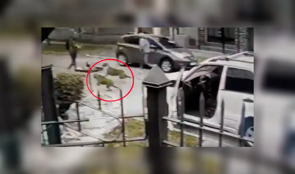 YouTube viral: Perros ven que su dueño es asaltado con pistola y lo rescatan valerosamente [VIDEO] 