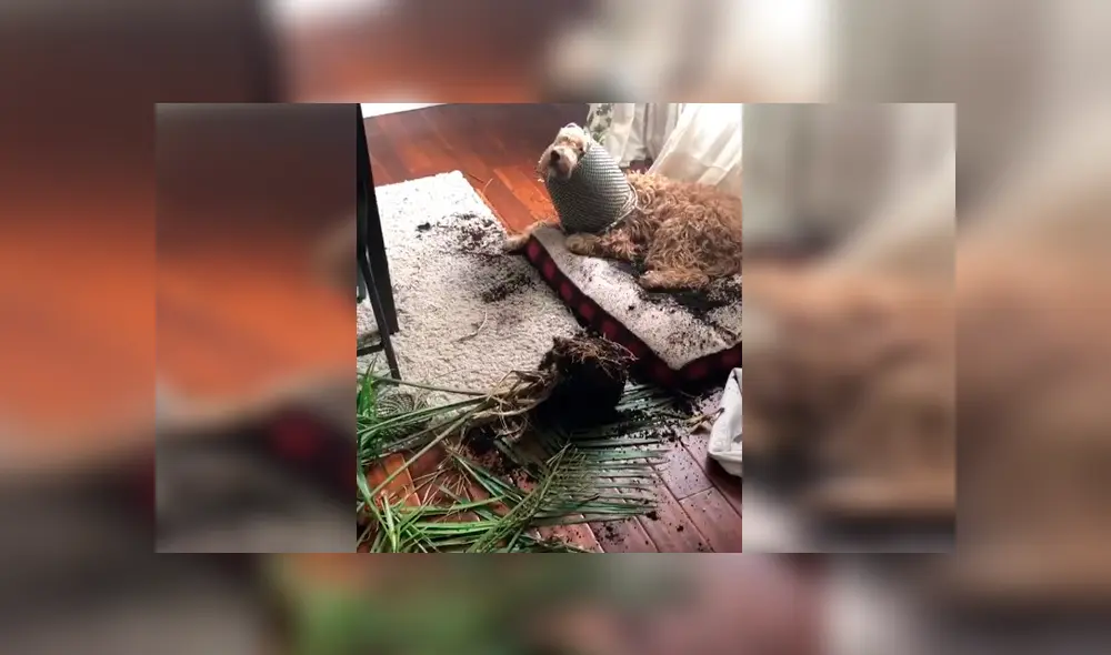 En Facebook, un perro aprovechó la ausencia de sus dueños para cometer una travesura y fue descubierto.