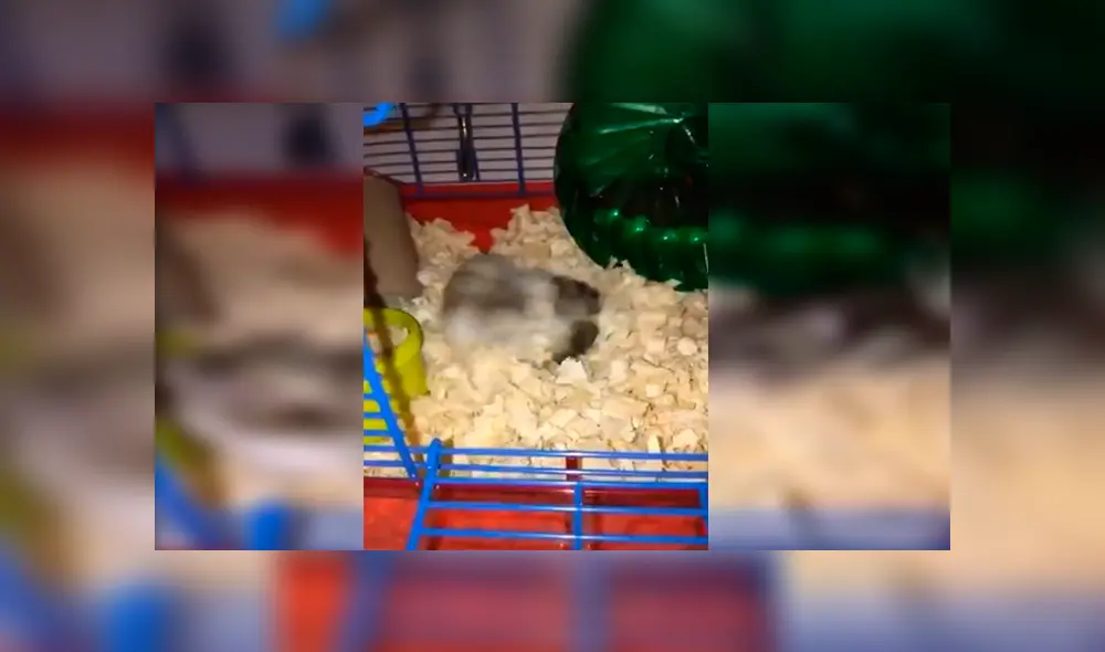 En Facebook, una chica descubrió a sus queridas mascotas protagonizando una curiosa escena durante su ausencia.