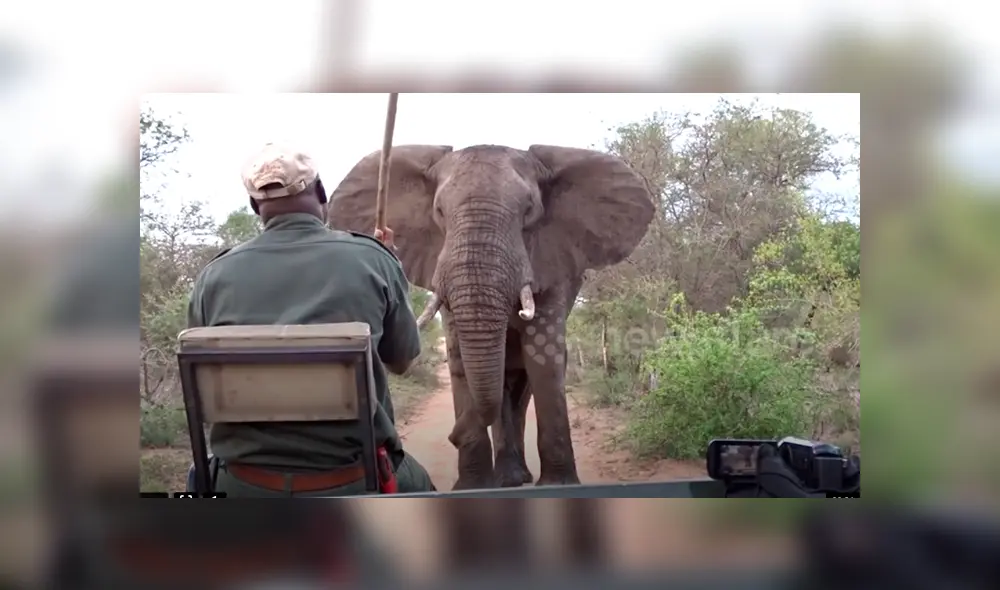 Un video viral de Facebook registró el momento en que un enfurecido elefante intenta atacar a un grupo de turistas. Un video viral de Facebook registró el momento en que un enfurecido elefante intenta atacar a un grupo de turistas.