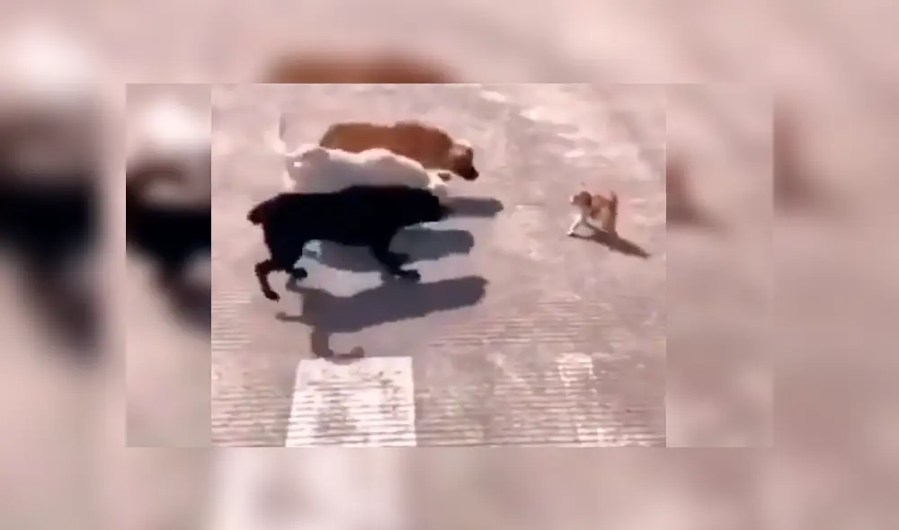 Video es viral en Facebook. Los perros se acercaron al pequeño felino para atacarlo y este los sorprendió con una insólita conducta