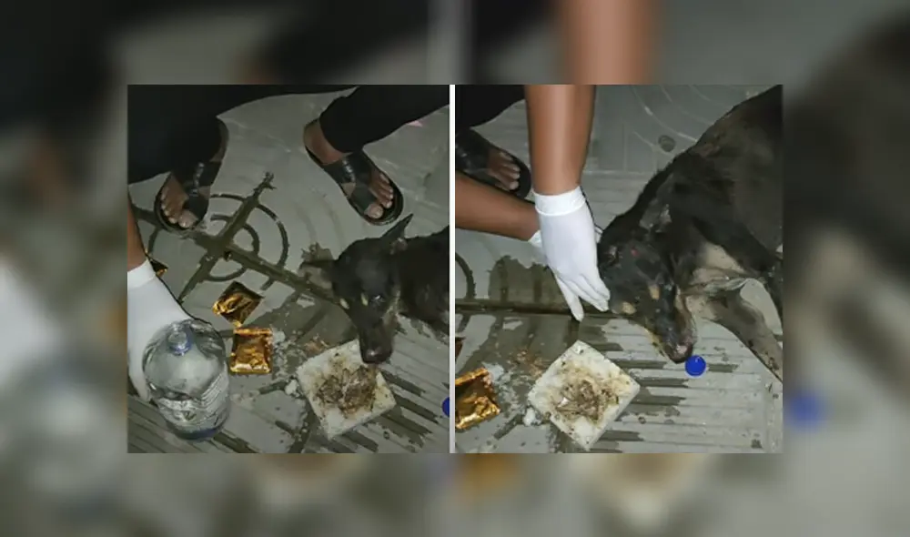 Desliza hacia la izquierda para ver las imágenes del viral de YouTube.