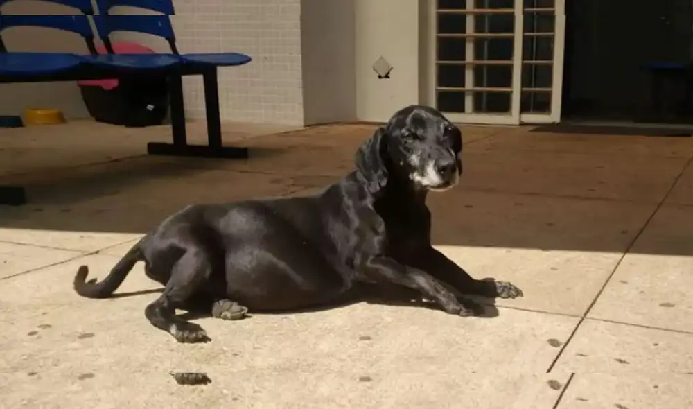Desliza las imágenes para ver más sobre este perro que se ha robado el corazón de miles en las redes sociales por su lealtad. (Foto: captura / G1 Globo)