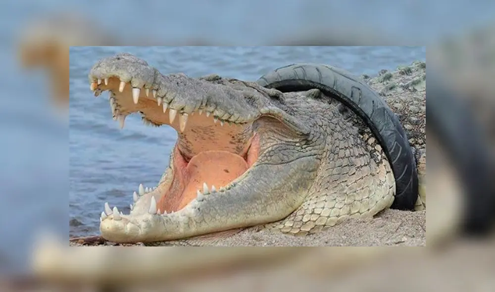 Conocido conductor intentará quitarle un neumático a cocodrilo [VIDEO]