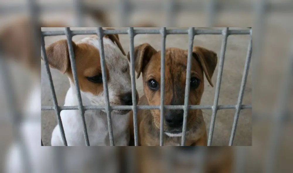 Foto: Internet Foto: Internet