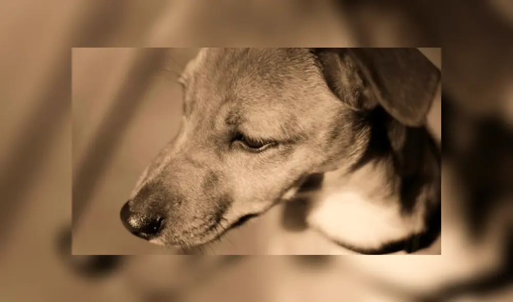 El can sufrió quemaduras de segundo y tercer grado en su cuerpo, pero gracias a los cuidados que viene recibiendo de una fundación animalista su estado de salud mejoró.