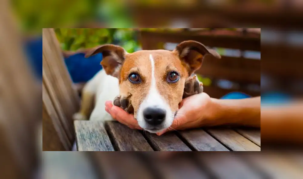 Perros reconocen cuando una persona es buena o mala, según estudio