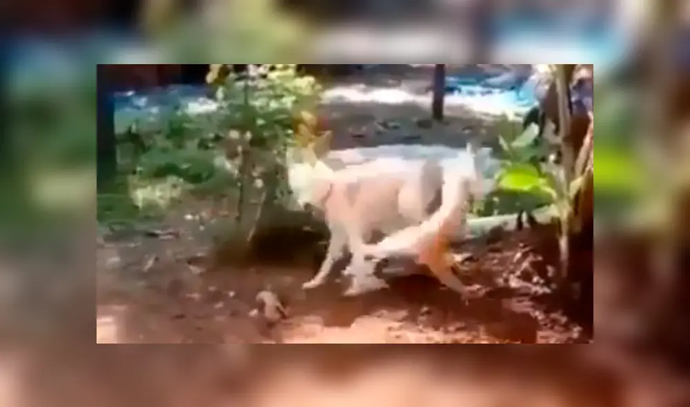 En Facebook, un perro encaró a la nueva mascota de su dueño para demostrar que es el favorito. En Facebook, un perro encaró a la nueva mascota de su dueño para demostrar que es el favorito.