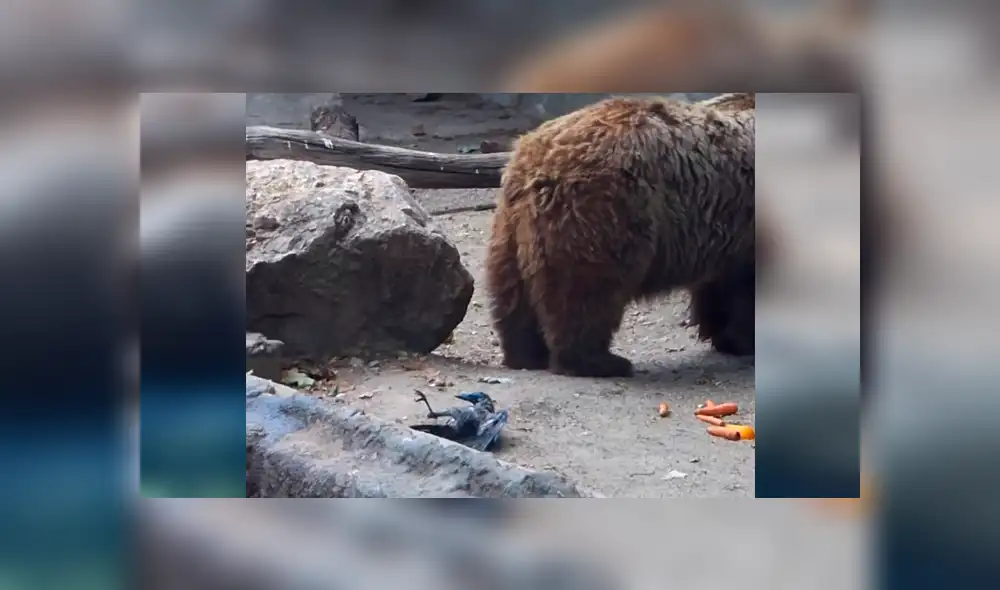 Facebook viral: Enorme oso ve que cuervo iba a morir ahogado y hace esto [VIDEO] 